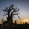 Baobab at Sunset Photography 16x20 by Sandra Belitza-Vazquez