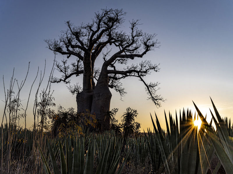 Baobab at Sunset, photography, 16" x 20"