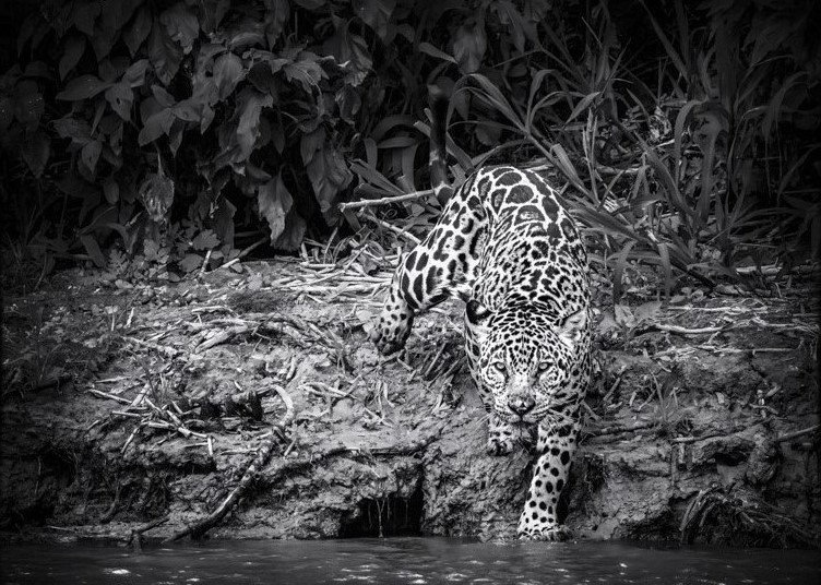 Bianca in thye Pantanal Photography Variable Sizes