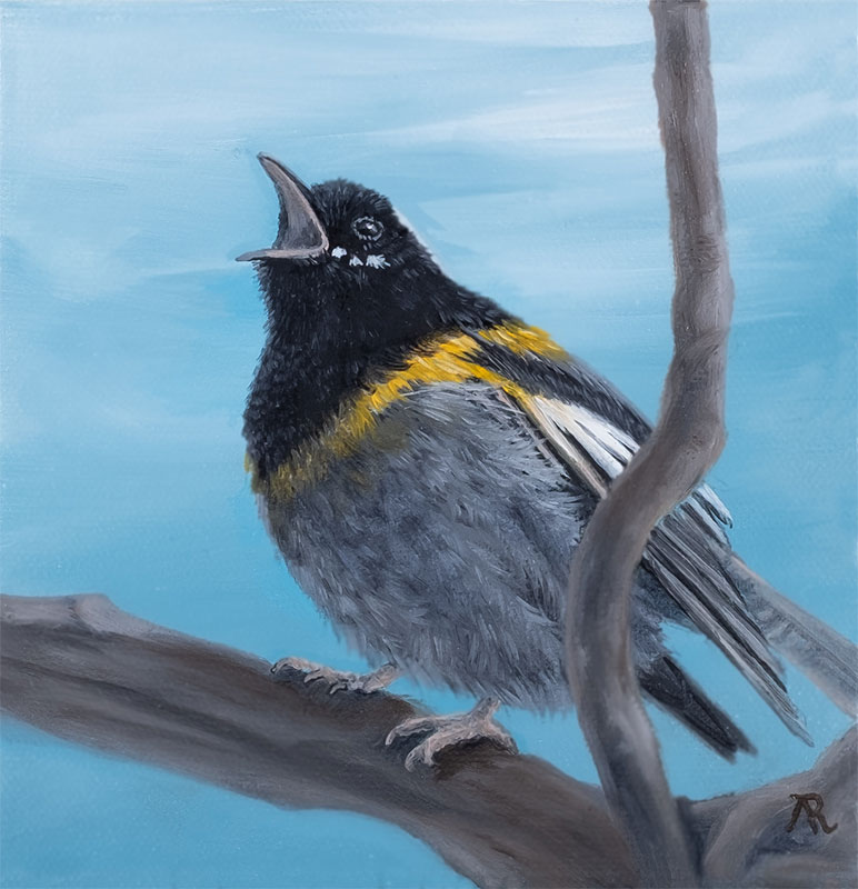 Stitchbird/Hihi, oil on canvas, 6 x 6