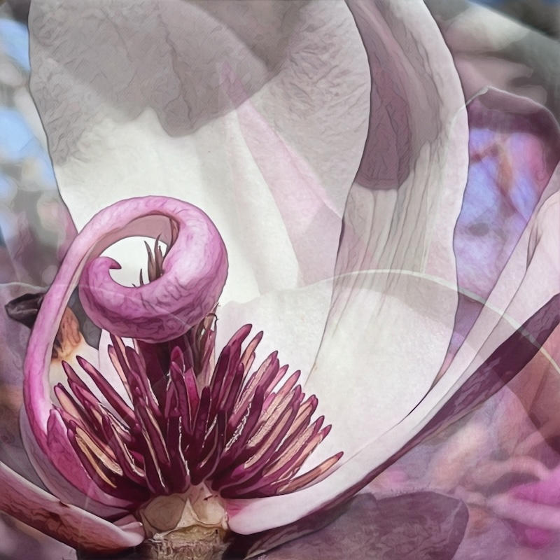 Magical Magnolia, photograph, silver halide print, 16" x 16", #4 of an edition of 10 of that image. Anne Morrison Rabe