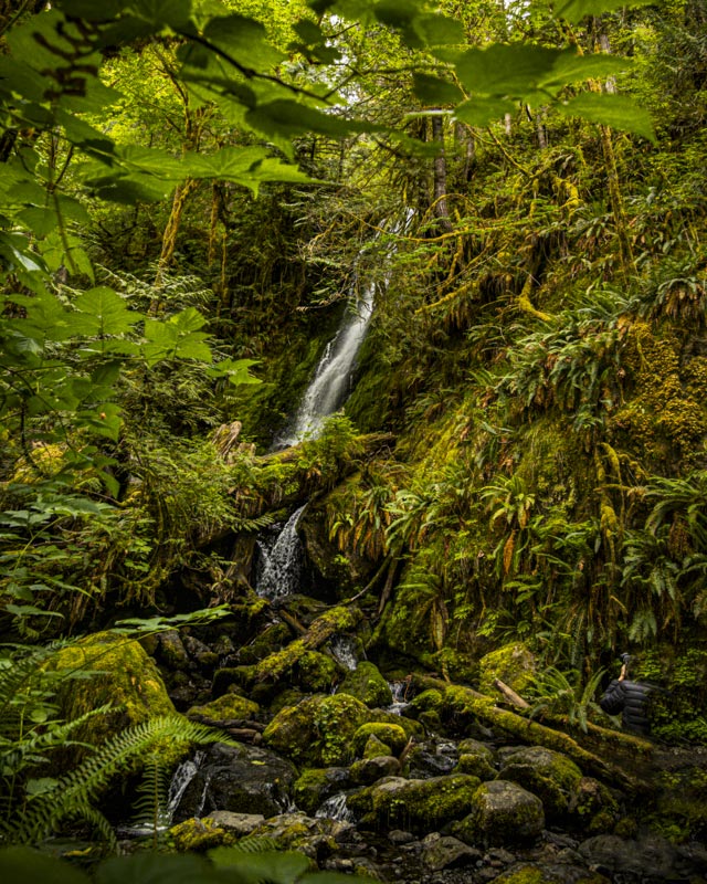 In the Deep Dark Woods, photograph, 16" x 20" by Sandra Belitza-Vazquez